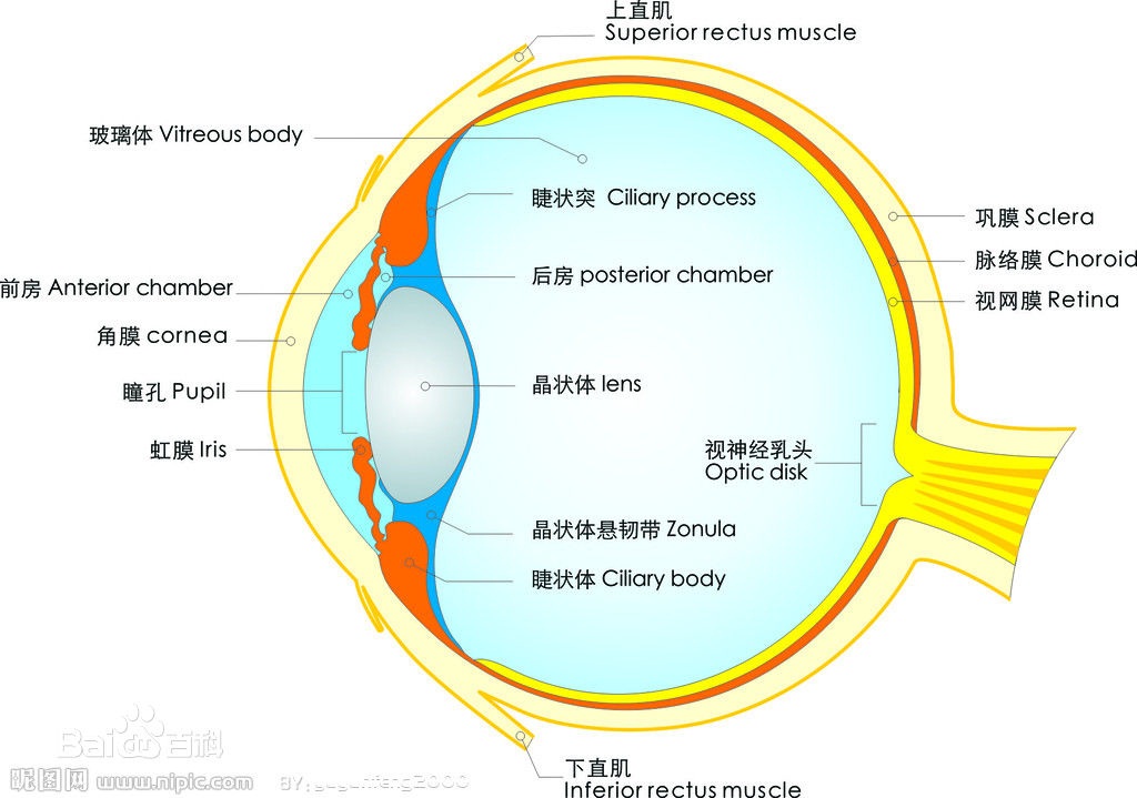 眼球結構