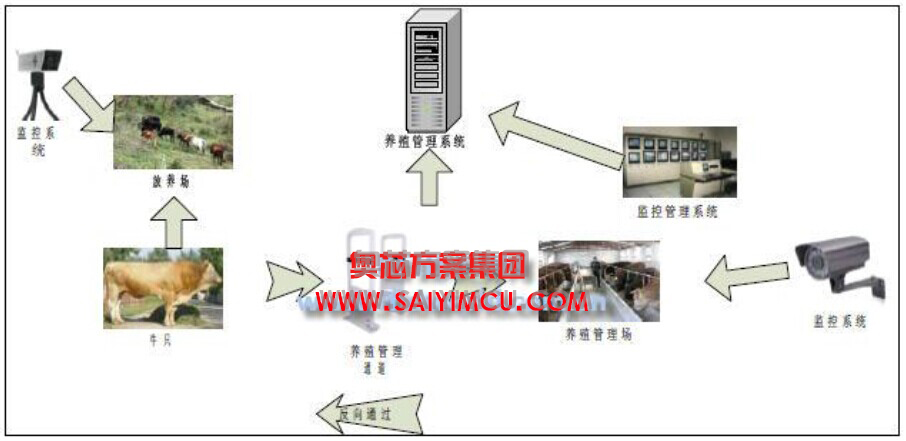 物聯網技管理肉牛養殖方案