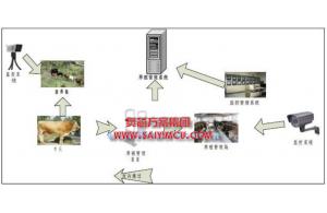 通過物聯網技術管理肉牛養殖方案